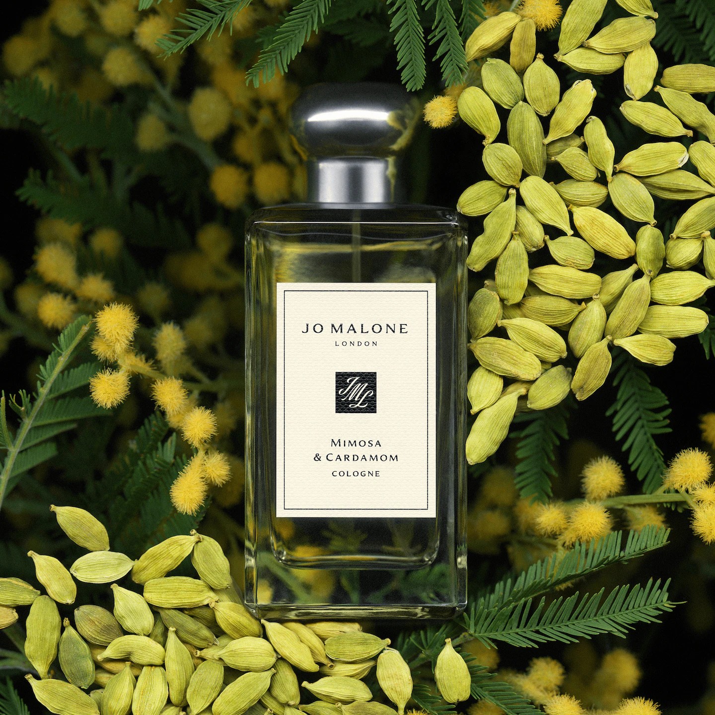 MIMOSA & CARDAMOM